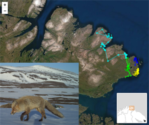 Følg våre rødrever i Øst-Finnmark!