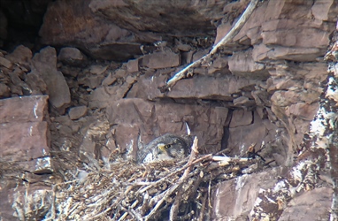 Monitoring of gyrfalcons, golden eagles and ravens in Varanger