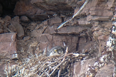 Monitoring of gyrfalcons, golden eagles and ravens in Varanger