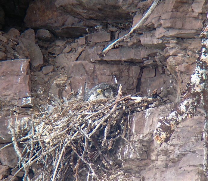 Monitoring of gyrfalcons, golden eagles and ravens in Varanger