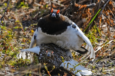 COAT's prediction for the willow ptarmigan populations in Finnmark corresponds quite well with FeFo's assessments