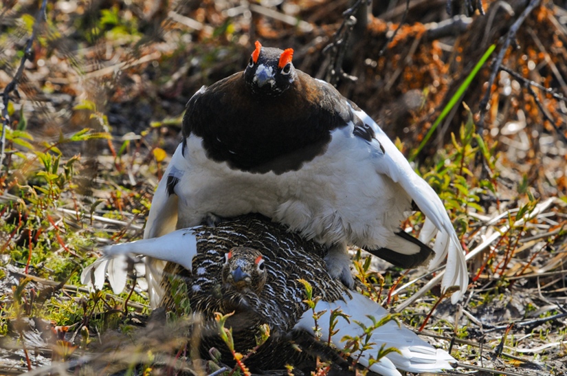 COAT's prediction for the willow ptarmigan populations in Finnmark corresponds quite well with FeFo's assessments