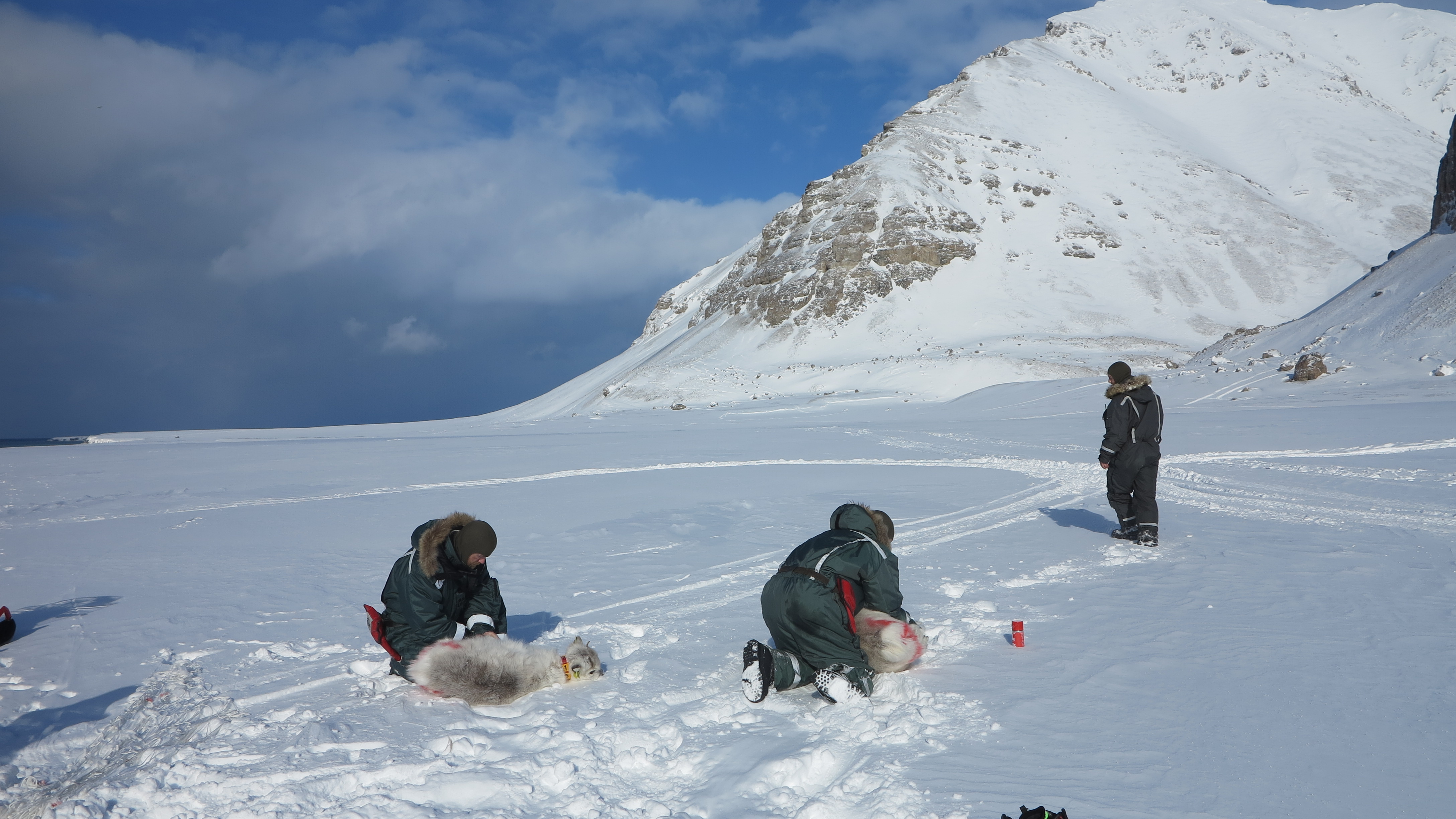 Fanging og merking av reinsdyr på Svalbard. GPS senderne er viktig forskningsinfrastruktur for å følge med på adferds responser hos simler tilknyttet endringer i miljøforhold. Foto: Åshild Ønvik Pedersen
